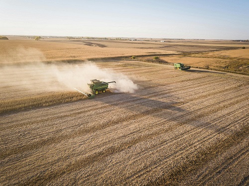 BEAN HARVEST 